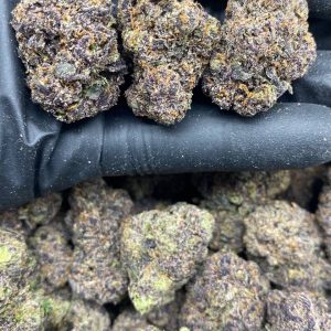 PURPLE GOBSTOPPER