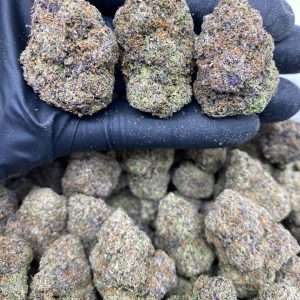 GELATO WARHEAD