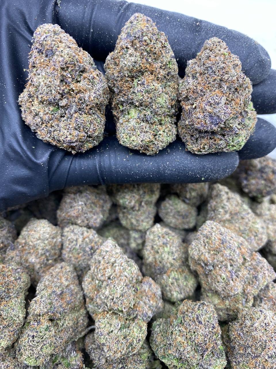 GELATO WARHEAD
