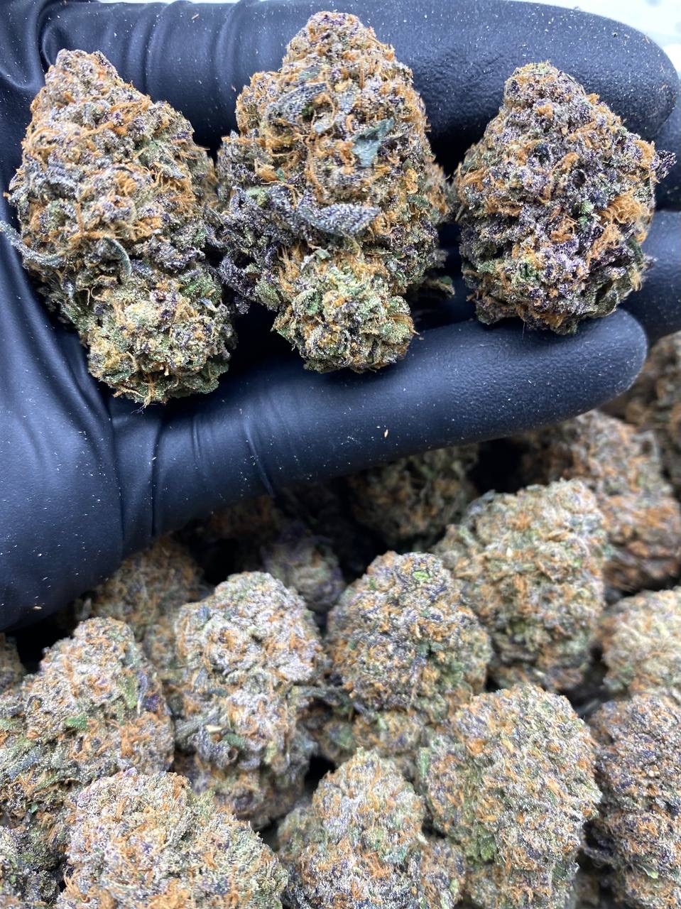 GELATO LOLLI